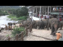 Pinnawala Elephant Orphanage